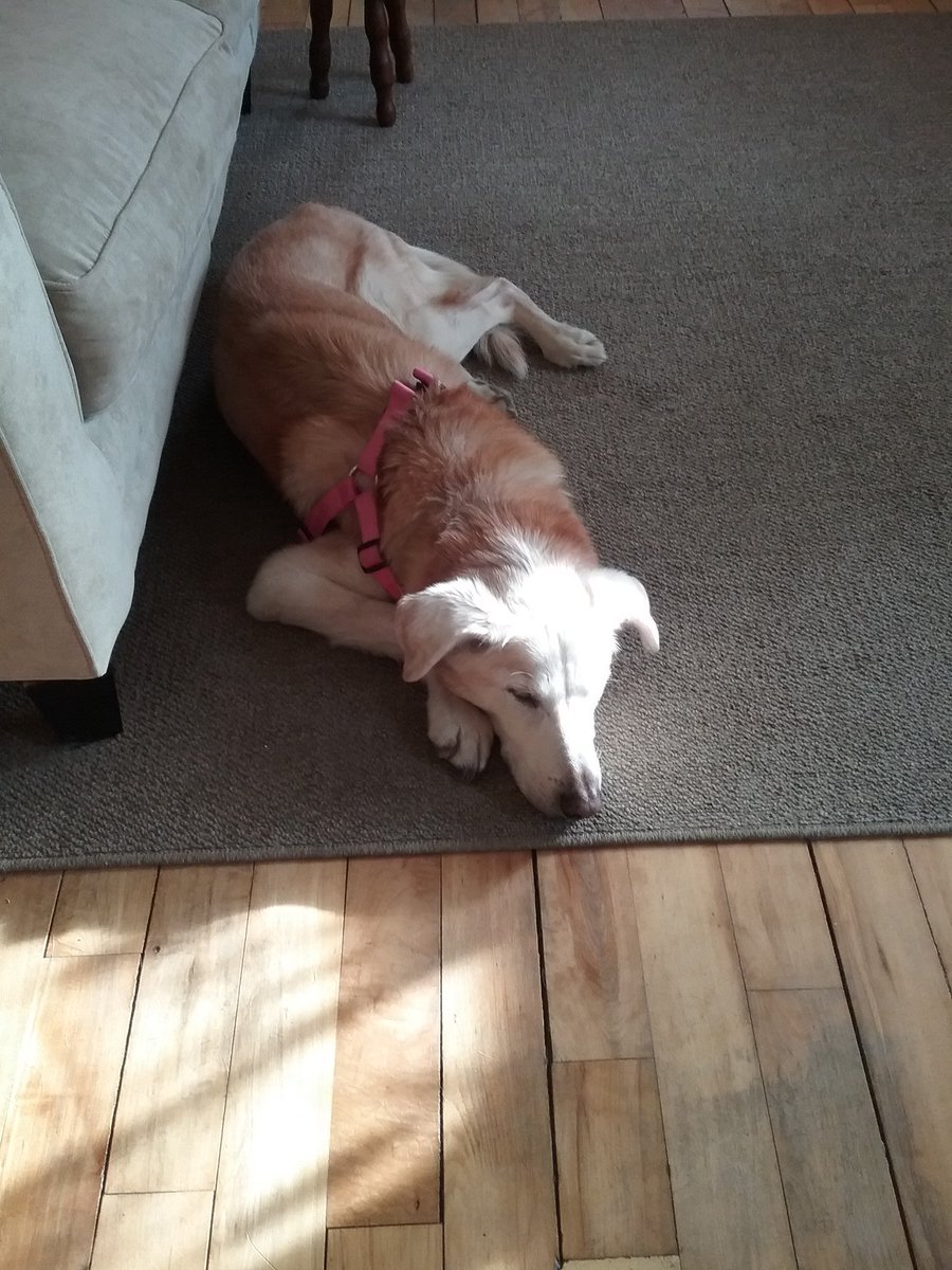 Erin_McIntyre's tweet photo. Without fail, he puts his head in the sun and the rest of his body in the shade. #dogsoftwitter #dogs #dogsofvt https://t.co/hE3jOrssE1