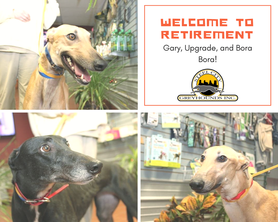 steelcitygreys's tweet photo. Please give a warm welcome to #recentretirees Garby, Upgrade, and Bora Bora to Western PA & our adoption program! #45mphcouchpotatoestobe https://t.co/v7tvQIuII3