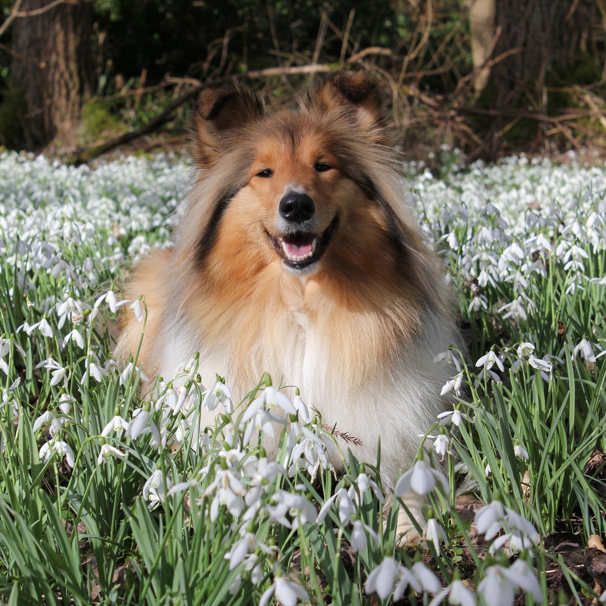 HanskiPearlie's tweet photo. #dogsoftwitter #doglovers #roughcollie #dog #dogslife #happyface https://t.co/6Nzr6sFseS
