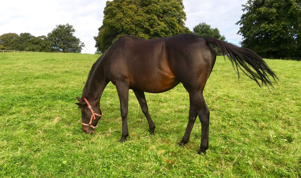 Readswoodstud's tweet photo. @COUNTRY_REEL @KelesEkurisi @TarikTekce Out of half sister to #CountryReel Big, Brown and powerful... 17.3hh https://t.co/X2pRbIzFdH