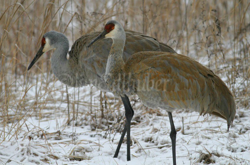 Sandhill Cranes in the snow in the South Kettle Moraine in Waukesha County Wisconsin on… windowtowildlife.com/sandhill-crane…