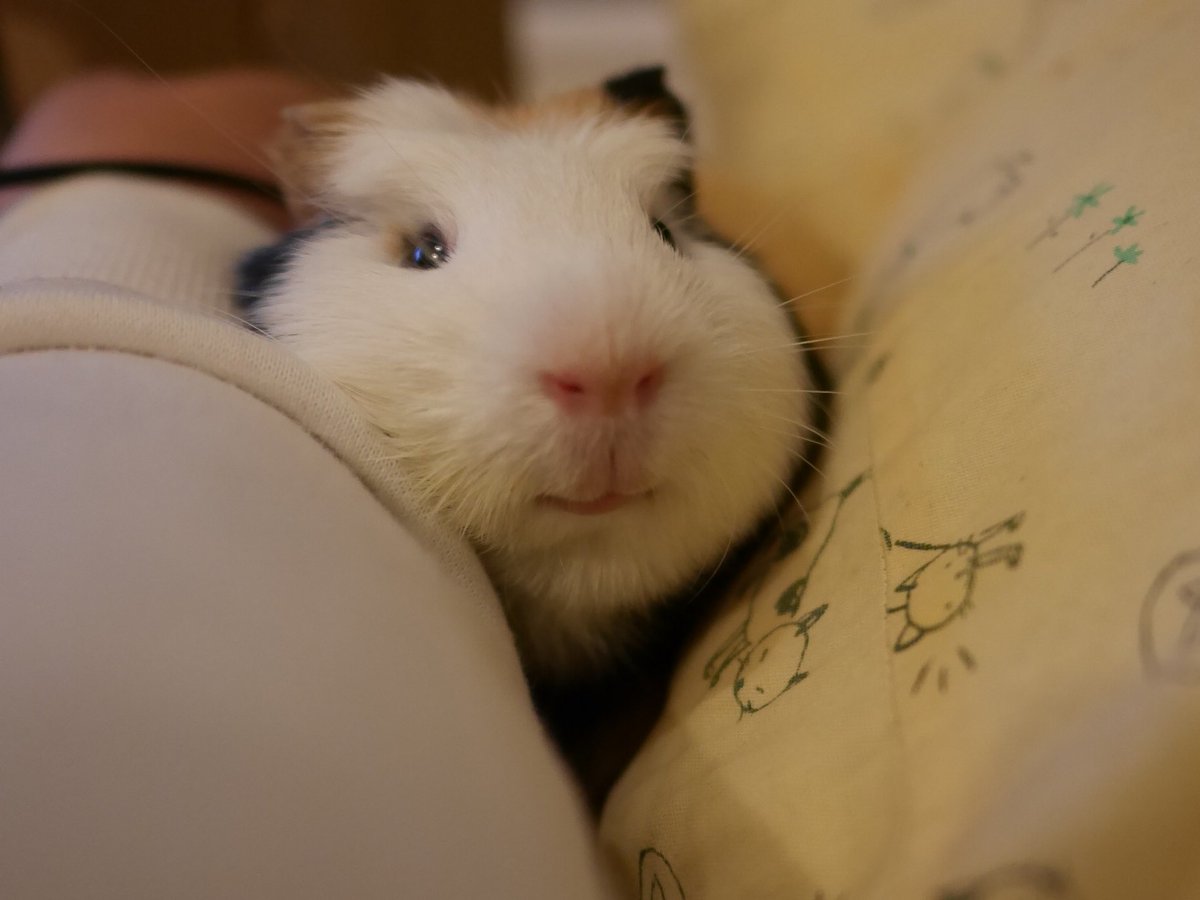 よしおかあきろう このまま誰かと 今日のもるじ326 腕とクッションのスキマで甘えるもるじ ぷいぷい言ってて可愛すぎました W モルモット もるじ Guineapig T Co Ptjgjqkjyg Twitter