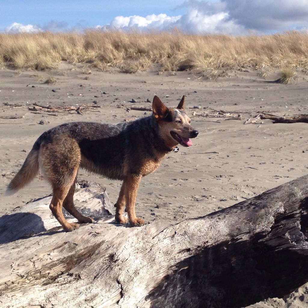 Our first beach day! #SeasideOregon #oregoncoast #cattledog #blueheeler #beach #sunshine #dogsofinstagram