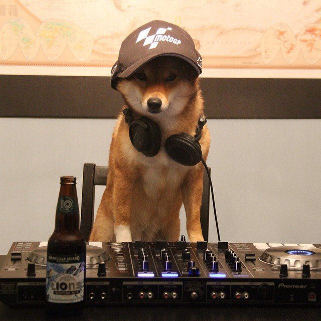 BarkBox tweet media