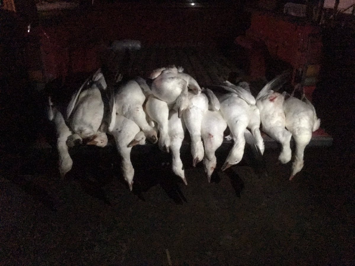 MitchellGertner's tweet image. A good first start to this years conservation season.