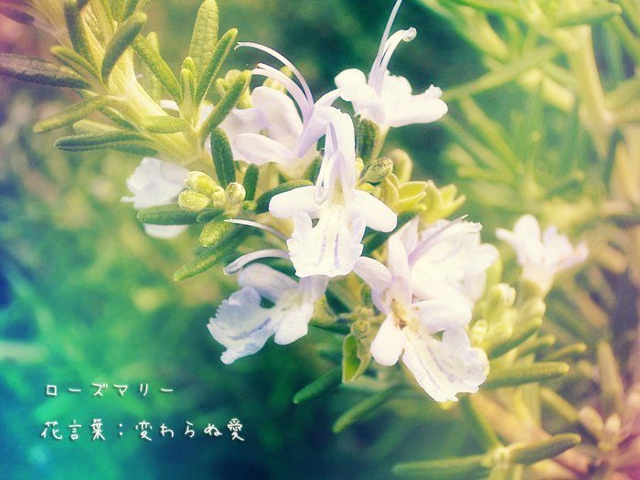 ট ইট র 君に贈る誕生花 9 17 ローズマリー 花言葉 変わらぬ愛 9 18 アジサイ 花言葉 辛抱強い愛情 9 19 ブータンノボタン 花言葉 ひたむきな愛情 9 ゼフィランサス 花言葉 清純の愛 ট ইট র 君に贈る誕生花 9 17 ローズマリー 花言葉 変わらぬ愛 9 18 アジサイ 花言葉 辛抱強い愛情 9 19 ブータンノボタン 花言葉 ひたむきな愛情 9 ゼフィランサス 花言葉 清純の愛
