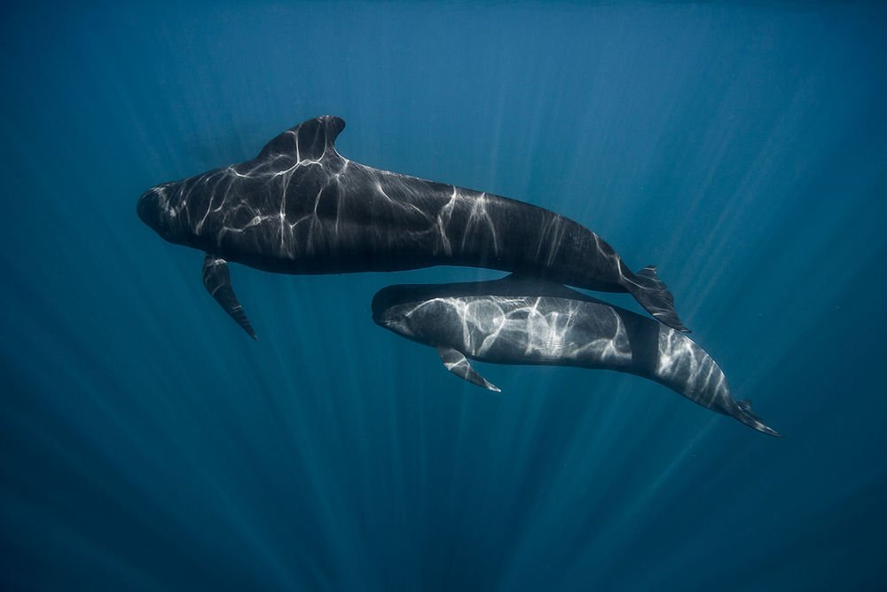 OceanChampions's tweet photo. RT @jasonsentell: 8 Interesting Facts about Pilot #Whales. https://t.co/n2K05A2ZKK https://t.co/v6QVa8HS1H
