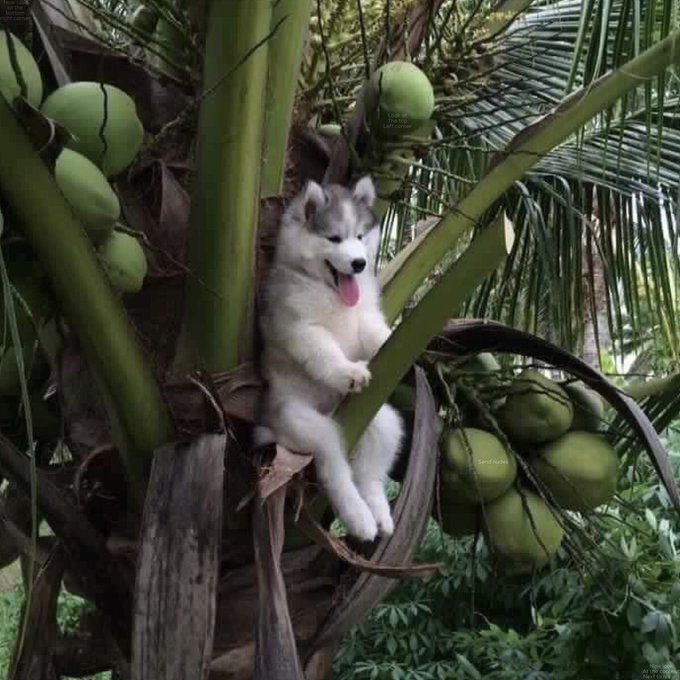 Zoom in on the coconut above the dog's head https://t.co/J0ps7r1S4P