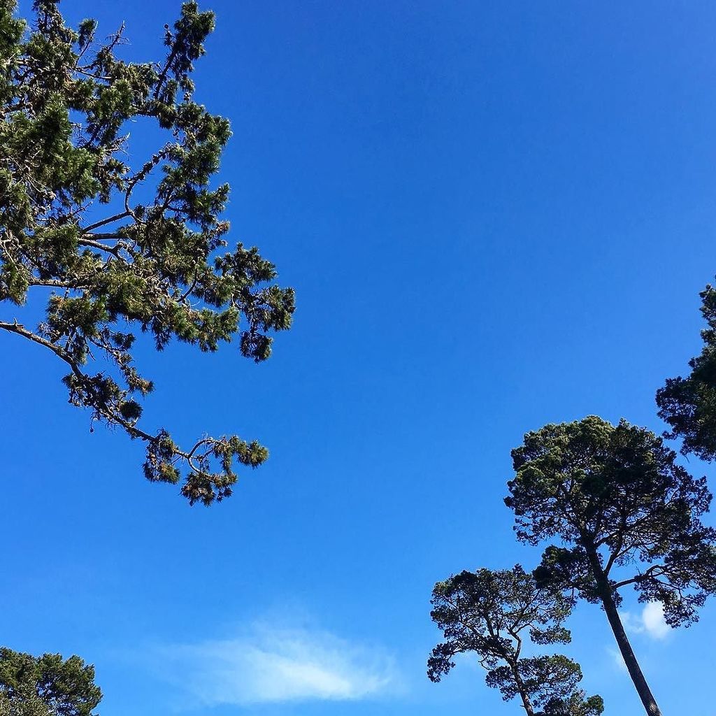 routeonesurf's tweet photo. 🌲🌞 https://t.co/SX7N42uTTD