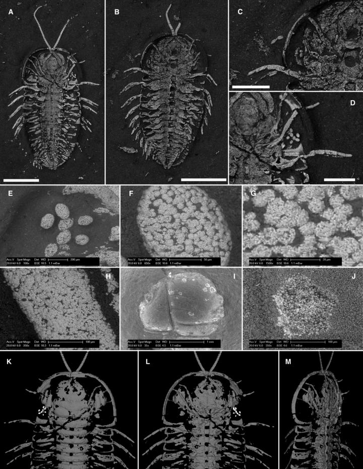 ニューヨーク産オルドビス紀の三葉虫Triarthrus eatoniから三葉虫初の