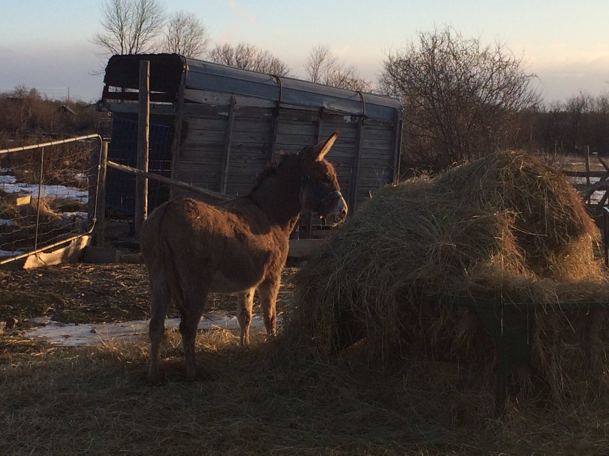 MidpointMeadows's tweet photo. @farmsofcanada - We had a good morning working outside with our donkey's near Ottawa too. 🌞 https://t.co/XCLhtJfwIt