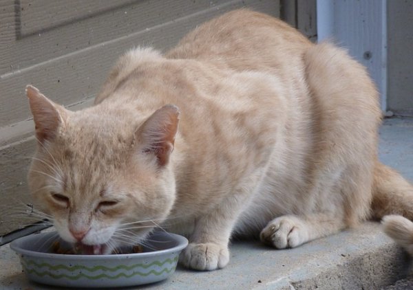 Should our animal companions be fed #vegan food? #veganlife

veganphantom.com/blog/2017/02/2…