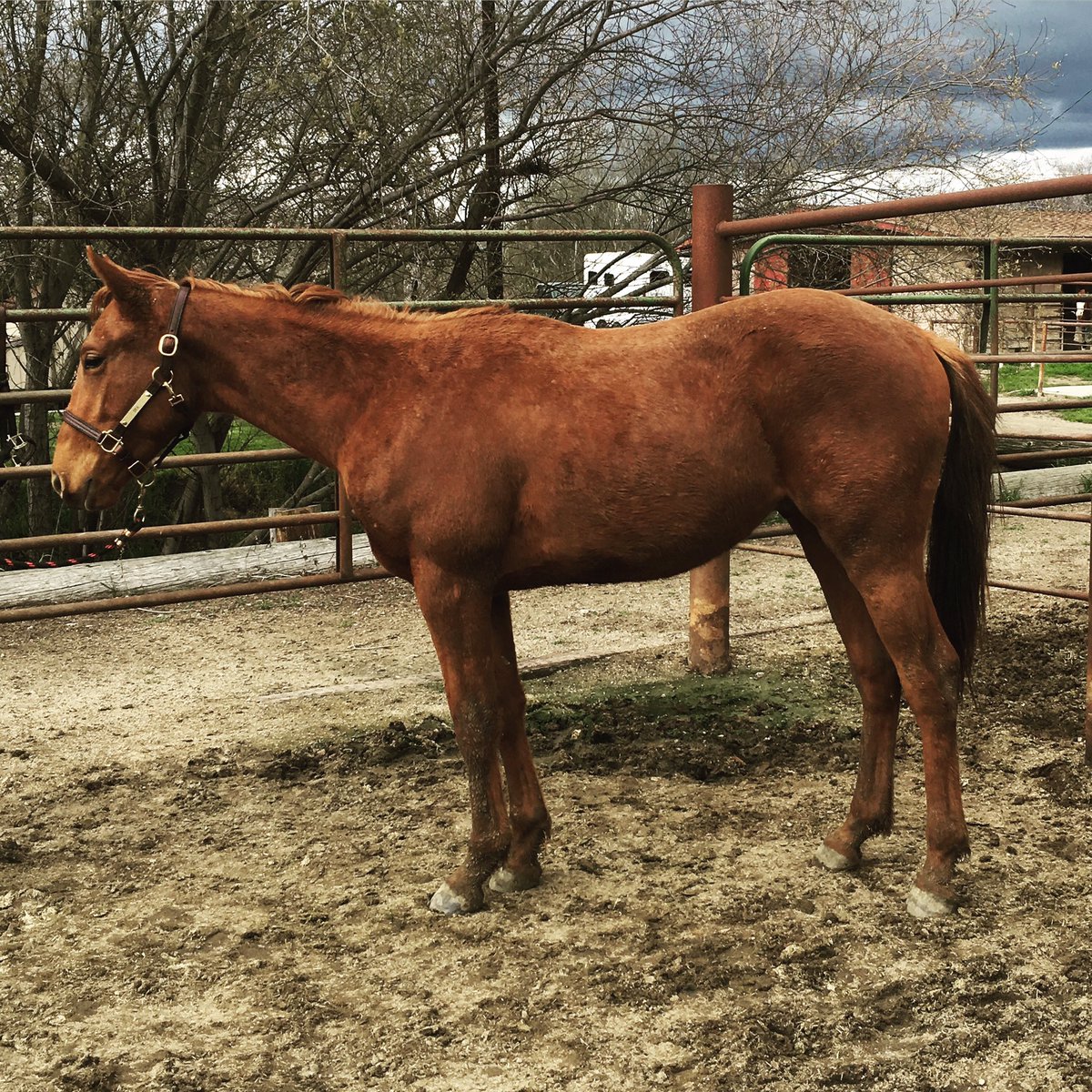 LindzBoutwell's tweet photo. Dex has hit another growth spurt. Two year old is really growing up nicely. #calbred #desertcode https://t.co/USf8LgANYO