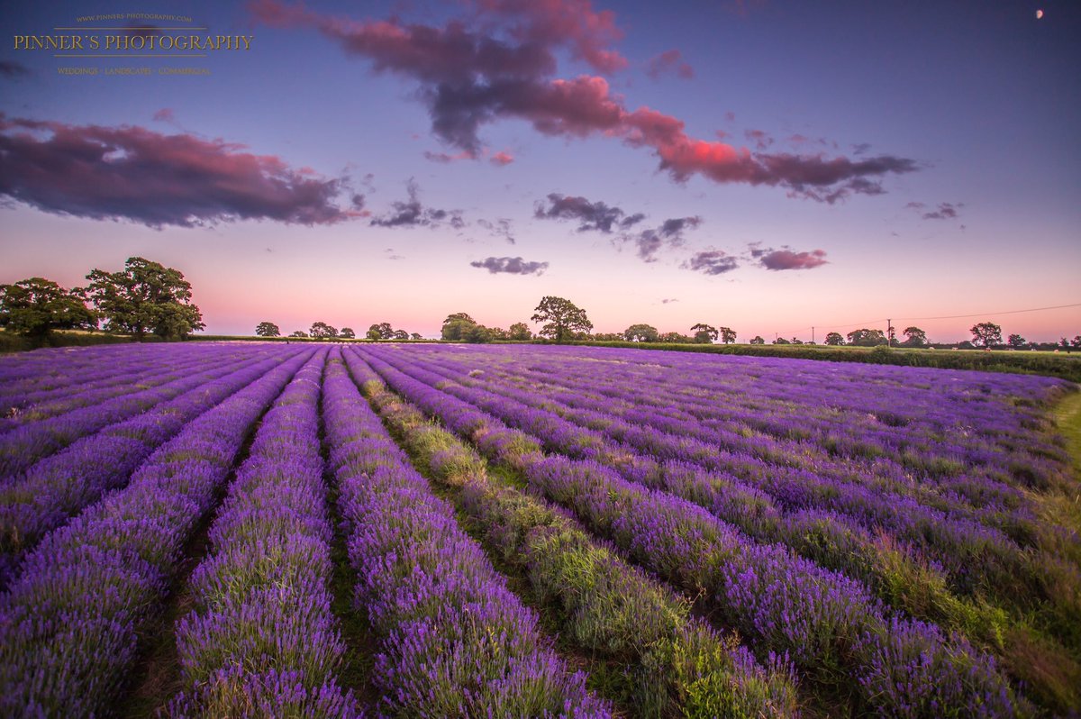 The moon Over a lavender field in Somerset <a href="/BBCEarth/">BBC Earth</a> <a href="/StormHour/">#StormHour</a> <a href="/VisitWiltshire/">VisitWiltshire</a> <a href="/BBCWiltshire/">BBC Wiltshire</a>