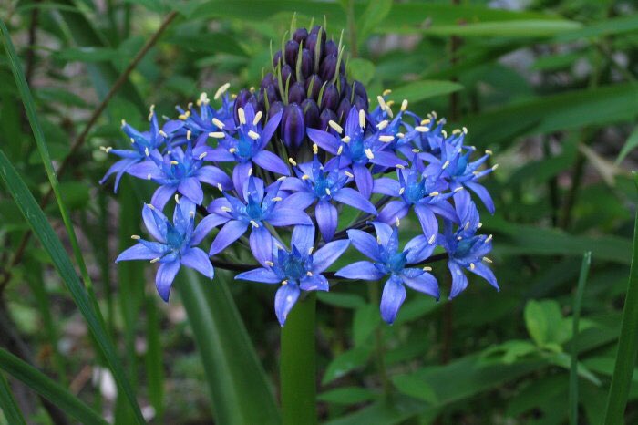 もも おはようございます 2 27誕生花 シラー 花言葉 辛抱強さ 別名ペルビアナ ユリ科の秋植え球根 ヒヤシンスにも似ているのでワイルドヒヤシンスとも呼ばれ 鮮やかな星型の小花がパラソルのように広がって咲きます 最近は星のソナタという