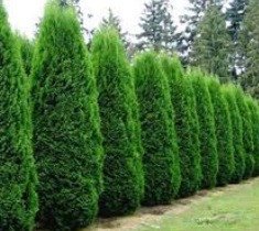 HomeFixUPToday's tweet photo. Emerald Green Arborvitae ( ... - https://t.co/3XpKsMuaCx #thanksgiving #homedecor #decoration #interiordesign
https://t.co/kyTYC6Q6B5 https://t.co/NpAsdXq3aW