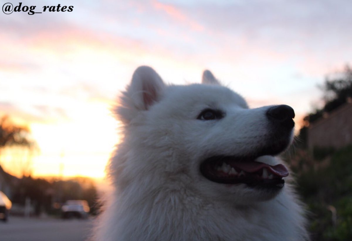 dog_rates's tweet photo. Atlas is back and this time he's prettier than the sunset. Seems to be aware of it too. 13/10 would give modeling contract https://t.co/uRdKlFArQE