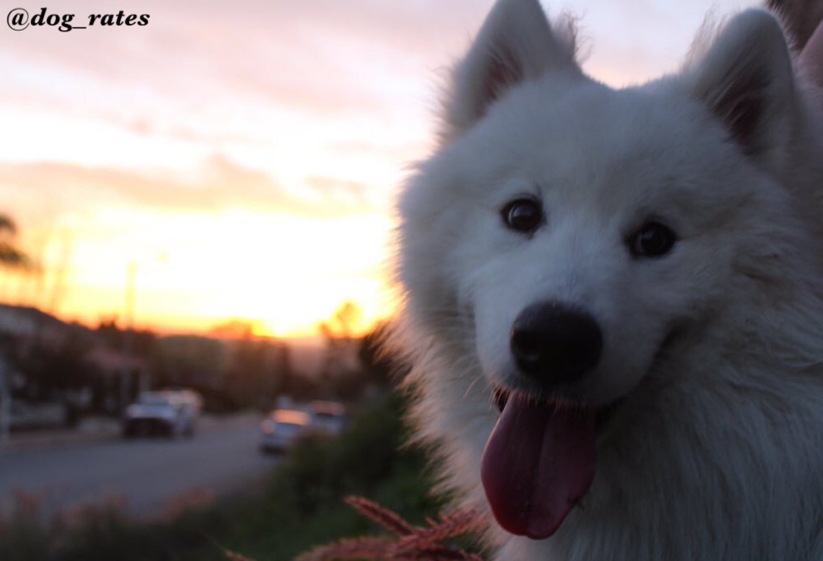 dog_rates's tweet photo. Atlas is back and this time he's prettier than the sunset. Seems to be aware of it too. 13/10 would give modeling contract https://t.co/uRdKlFArQE