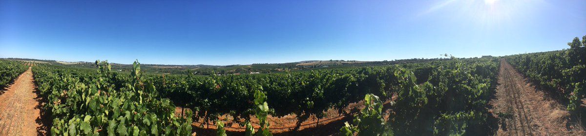 Stunning morning in #Watervale #ClareValley to be checking out some #Riesling! <a href="/JacobsCreek/">Jacob's Creek Việt Nam</a> #vintage2017 #wine #winemaker #vineyard #Clare