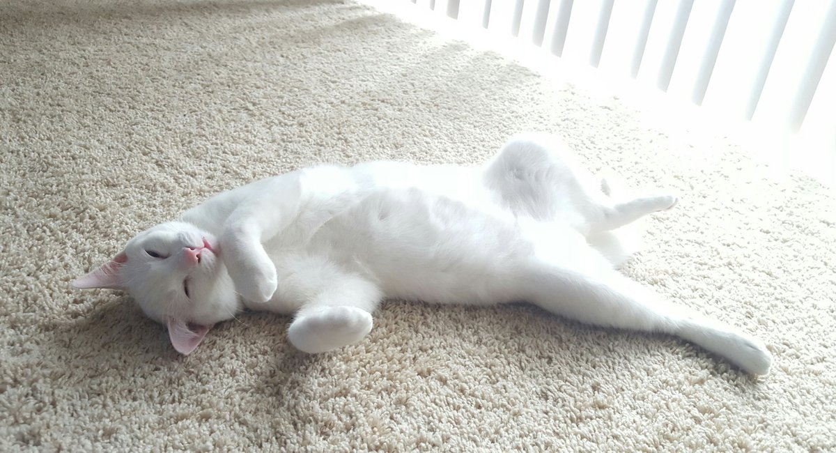 Embhigh's tweet image. Mood 😴 #Milo #cats #CatsOfTwitter