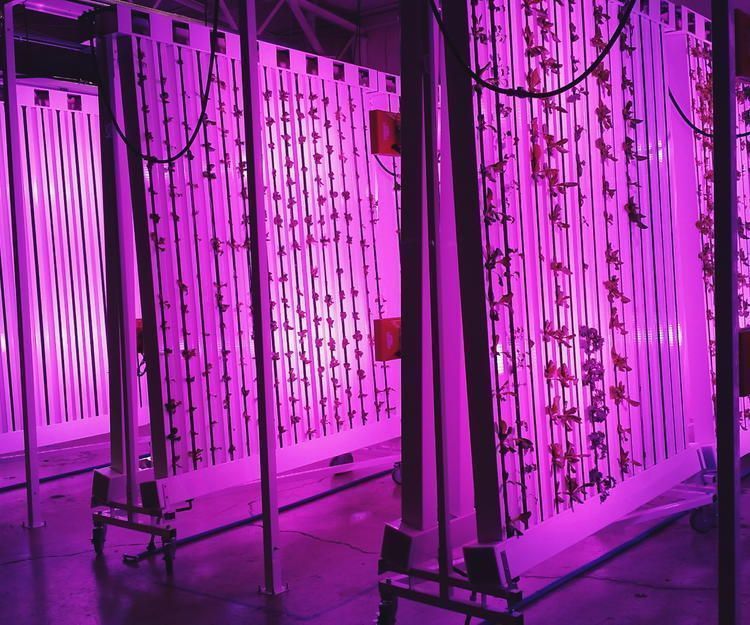 ThinkTankExile's tweet image. Weed Grown in Mid-Air Could Improve Environmental Impact of Mass Cultivation  bit.ly/2lQMrFP (from @thekindland)