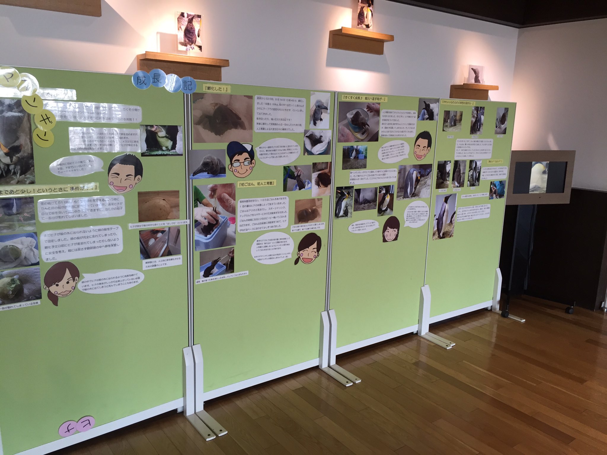 仙台うみの杜水族館公式 仙台うみの杜水族館 3月3日はヒナ祭り 昨年8月に産まれたキングペンギンのヒナは雌と判明し 公募により名前を あおば ちゃんといただきました たくさんのご応募ありがとうございます そんなあおばちゃんの知られざる誕生