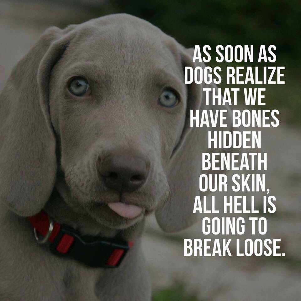 Riley The Rescue tweet media