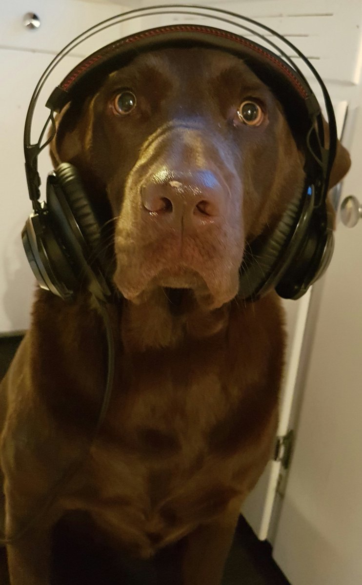 Loves the headphones..now he wants an I-Pawd..anything for the best hunting dog ever