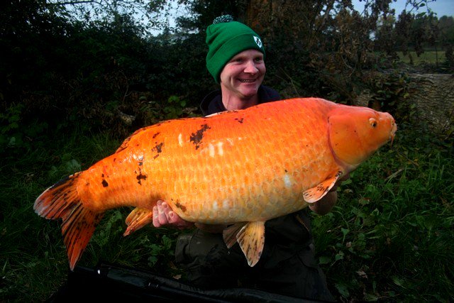 Aquarium Talks on Twitter: "It's not smart to buy #Koi