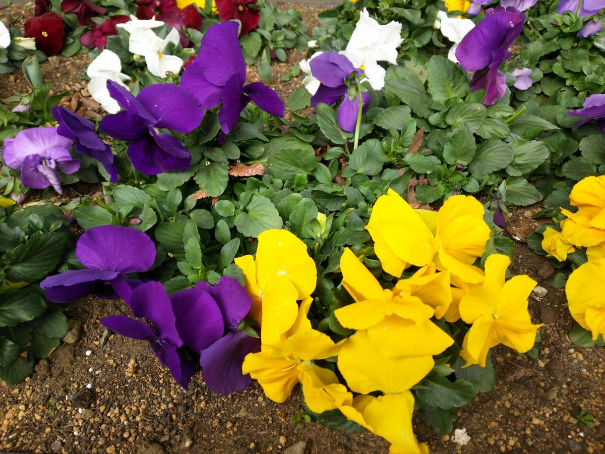 yoshinyosin's tweet photo. 🌲横浜郊外の小さな公園にて🌳
🌼カラフルな花々、パンジー🌼
🏳️‍🌈紫･黄･白の花🏳️‍🌈
#横浜 #郊外 #公園 #カラフル #花々 #紫 #黄 #白 #花 #パンジー #flower #peark #yokohama https://t.co/rotRHRXP5G
