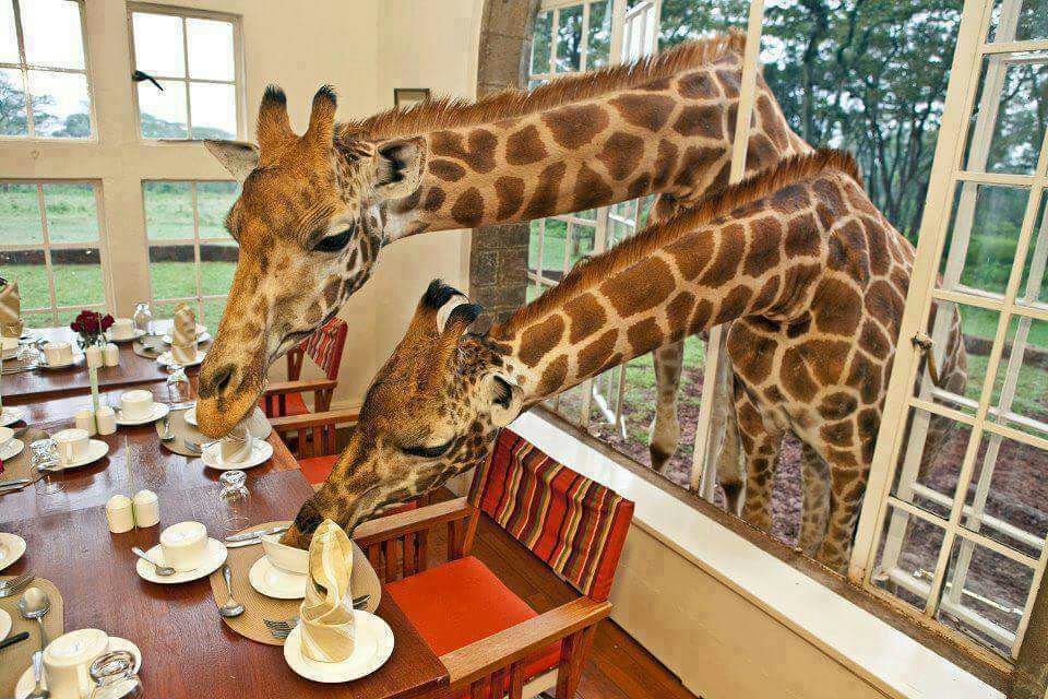 KenyanTraffic's tweet photo. 10:48 Kenyan Tourism is being promoted there too awesome @MagicalKenya 
#HistoryInTheMaking https://t.co/0GUHPO7q0g via @CollinsKevs