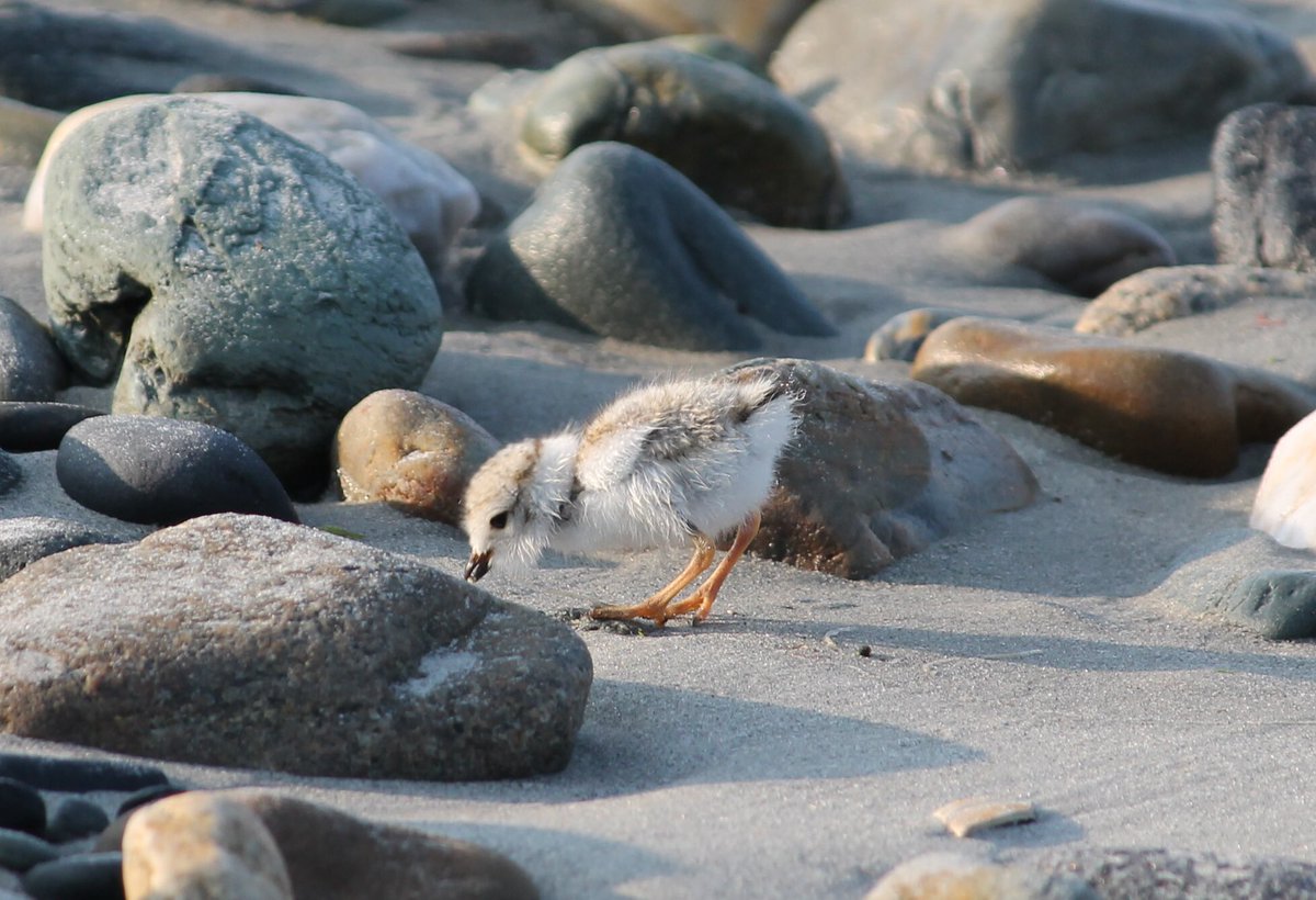 USFWS's tweet photo. Piping Plover looking as glamorous as ever tonight. #oscars #Piper https://t.co/2cOZi35aZ2