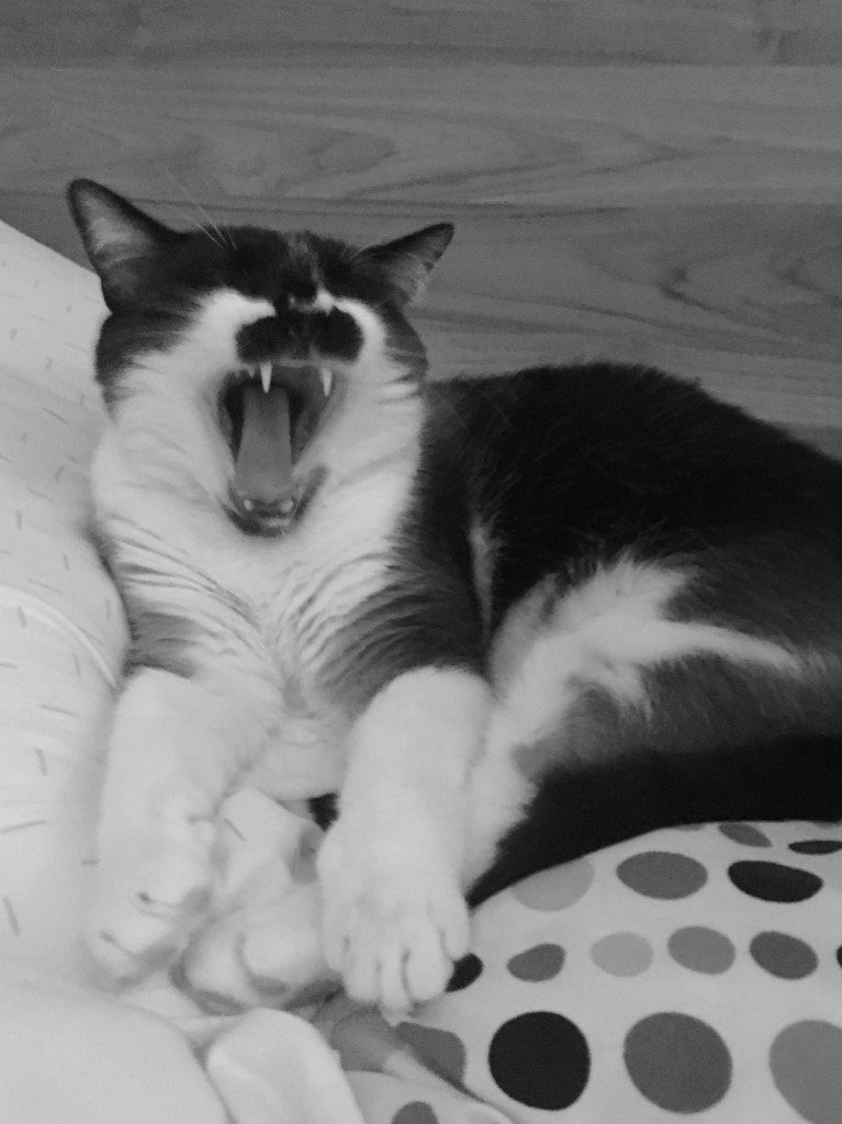 ulrichluft's tweet photo. Nothing memorable is accomplished. But that is the point. #ajahnmeows #buddhistcats https://t.co/DCyojl0Nt3