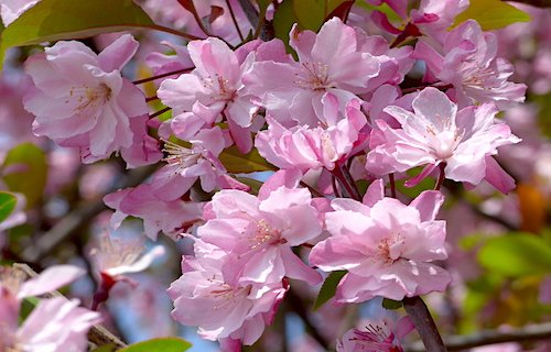DiscoverKunming's tweet photo. 🌸The 17th Kunming Peach Blossom #Festival 2017 will be held from Feb 25 to Mar 31 in #Kunming Jiaoye Park. #peachblossom #visitKunming https://t.co/GrP7lxECgz