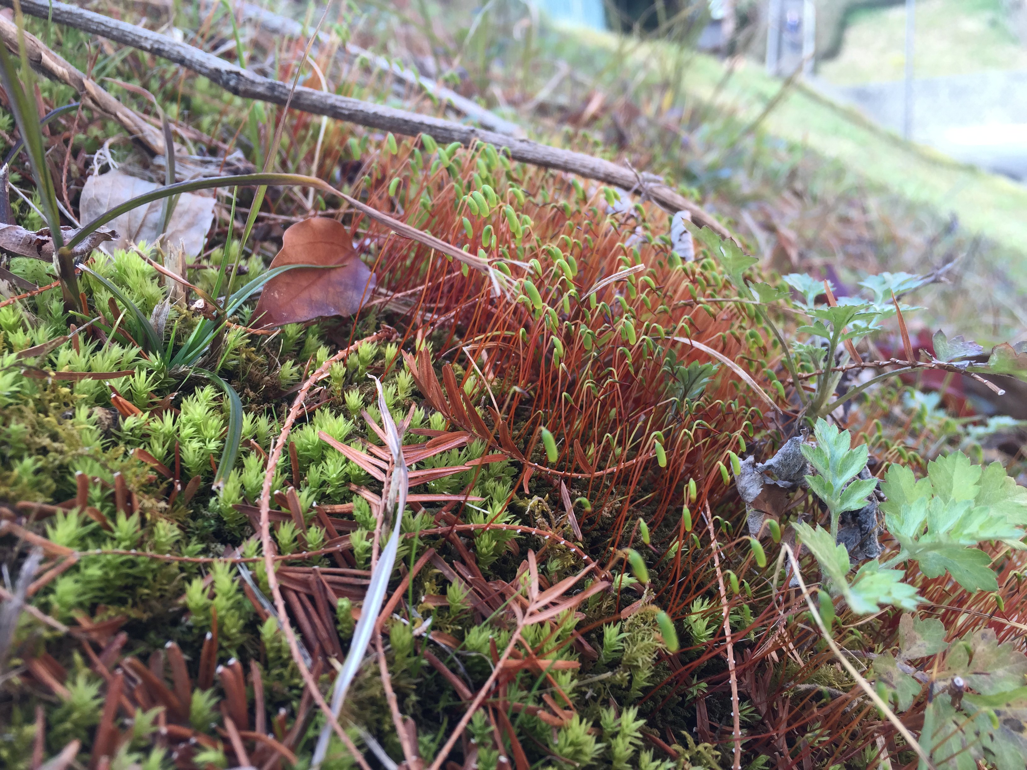 Seiichi Morimoto 今日の苔 この赤茶色のやつ 胞子体 はあまり好きじゃないんだけど 斜面に生えている苔の胞子体が長く伸びていて 気になったので撮影 T Co 6qolribtsh Twitter
