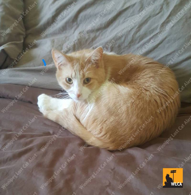 lost_cats's tweet photo. #Winnipeg #Manitoba

MISSING - MAY 13 

ST VITAL: Eric St. near the Bishop Grandin Greenway

https://t.co/PWBW1TX5bW https://t.co/6zGVTUCwKP