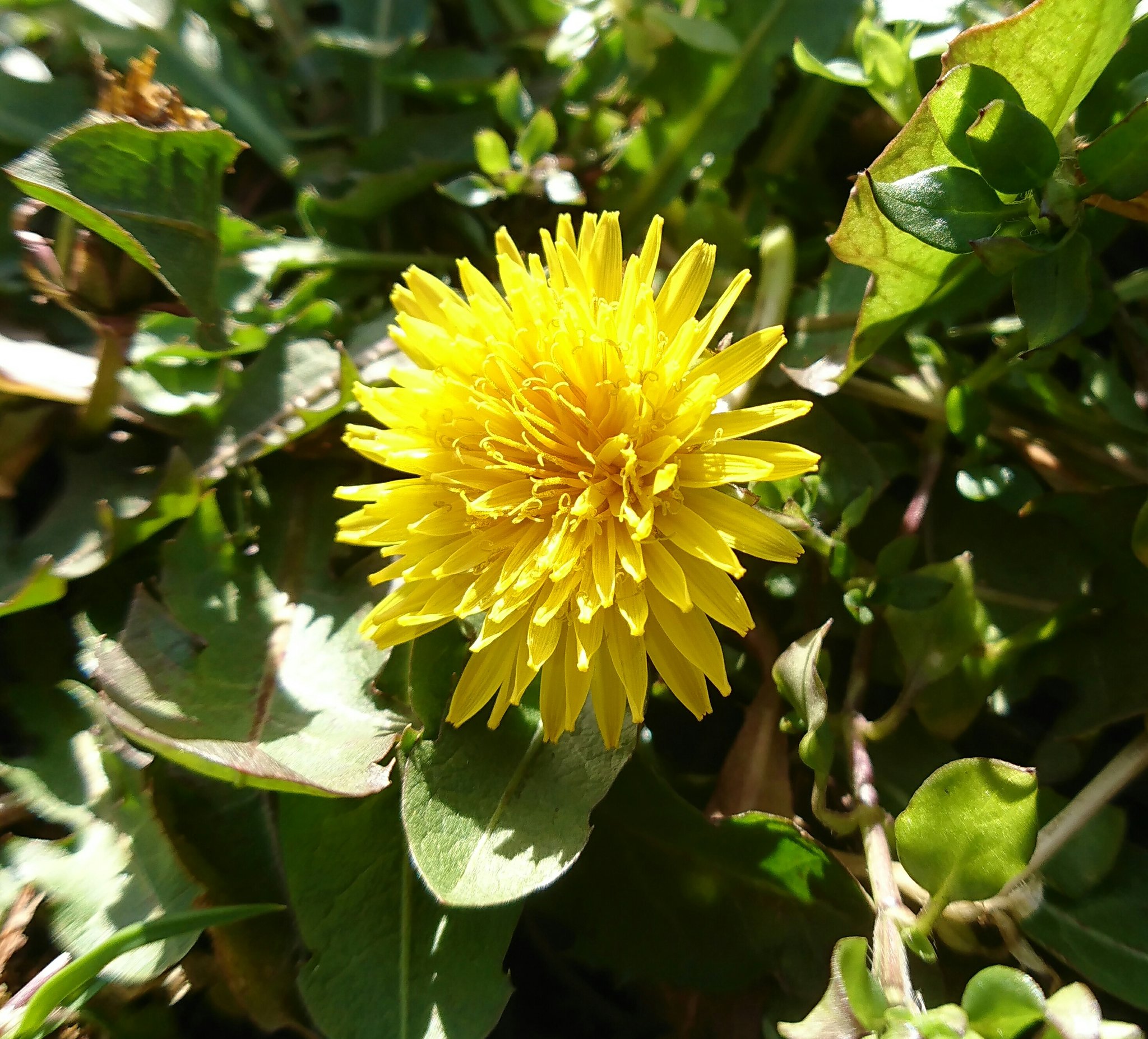 ぽこ タンポポ 西洋タンポポ タンポポは小花が100 0個集まって出来る合弁花 花びらの一つに見えるのが 実際は一つの花で それぞれに 花弁 雄しべ雌しべ 等がある キク科 野草 野の花 野に咲く花 マクロ Macro T Co Xbva1dbebl Twitter ぽこ タンポポ 西洋タンポポ タンポポは小花が100 0個集まって出来る合弁花 花びらの一つに見えるのが 実際は一つの花で それぞれに 花弁 雄しべ雌しべ 等がある キク科 野草 野の花 野に咲く花 マクロ Macro T Co Xbva1dbebl Twitter