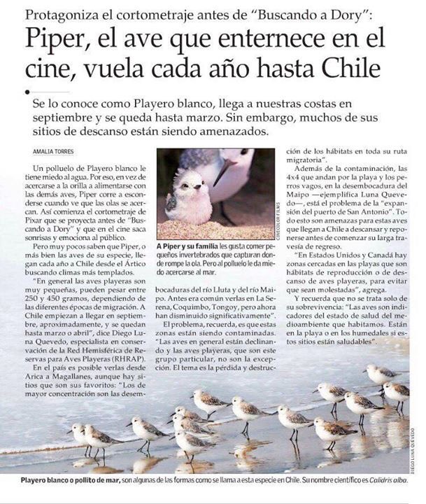 #Piper la ganadora del #Oscar2017 llega cada año a #Chile #avesplayeras