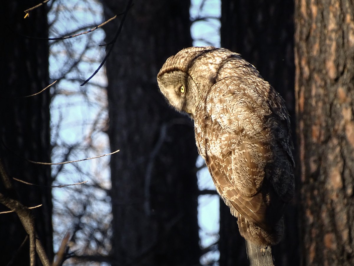 ScienceMarchYosemite tweet media
