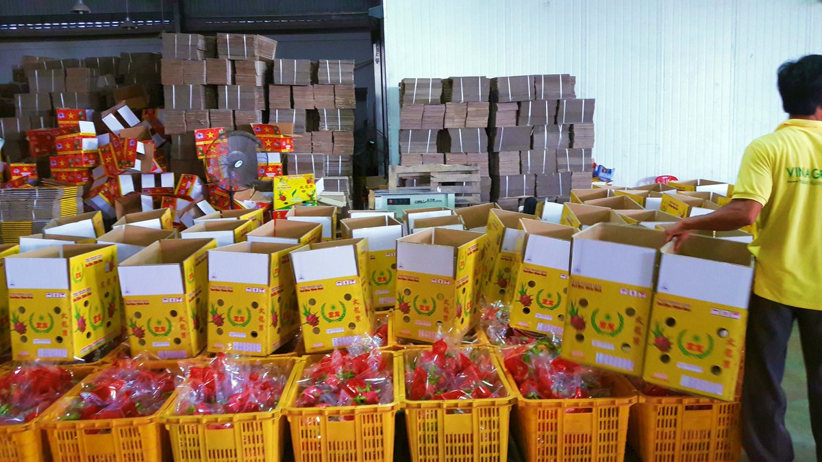 Vanessa (@strawhatvdelta) on Twitter photo #VIETNAMDRAGONFRUIT
VIETNAM DRAGON FRUIT FOR EXPORT. The best at farm. vinagrinco.com
vanessa.exim@gmail.com
whatsapp:+84 898453589 #VIETNAMDRAGONFRUIT
VIETNAM DRAGON FRUIT FOR EXPORT. The best at farm. vinagrinco.com
vanessa.exim@gmail.com
whatsapp:+84 898453589