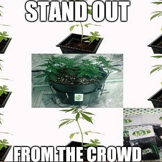LSTgrowkit's tweet photo. #LowStressTrainer #Cannabis #Grow #Products https://t.co/yF20fg9D6Q #G420G #Grow420Guide #LSTtops #Marijuana #IndoorGrowing #Cultivation https://t.co/1zkjIfTmd9