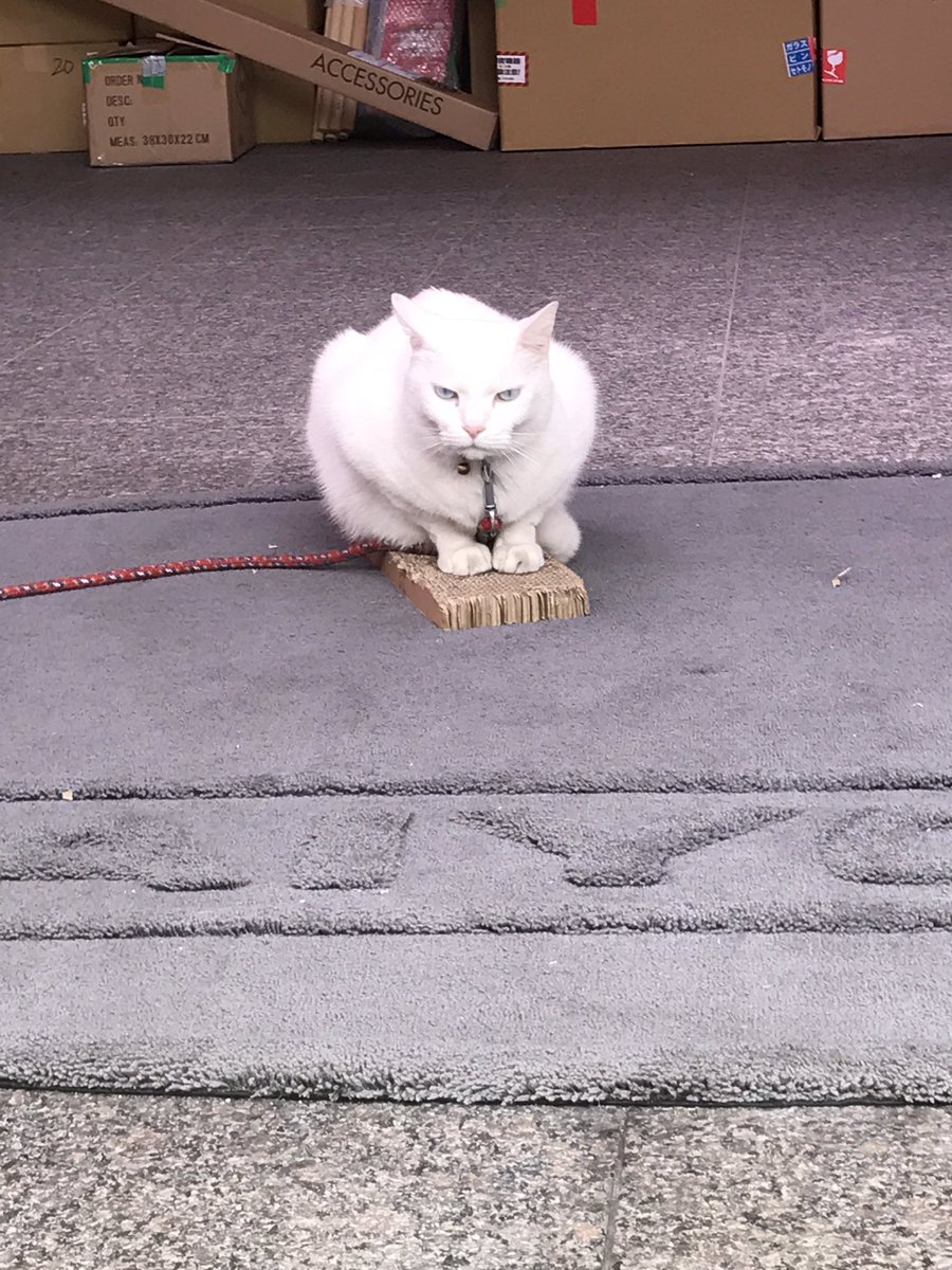 mimaomiaomiao's tweet photo. #kayodo #cat https://t.co/HrDFN1mbf6