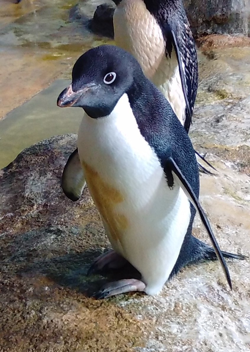 横浜 八景島シーパラダイス公式 ペンギンの日常 目の周りの白い輪がかわいい アデリーペンギン だけど怒ったり興奮すると ﾌﾞﾜｯ 頭の羽が逆立ってトサカのように シーパラ 八景島 ペンギン