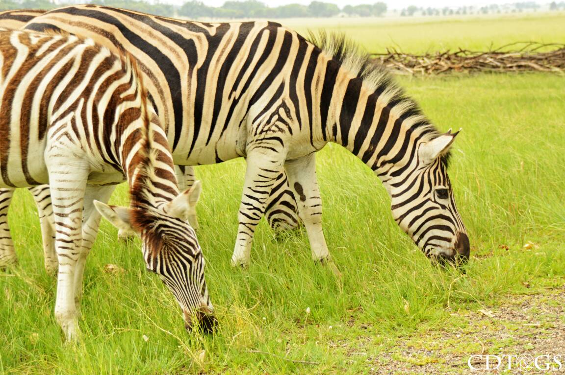 CDTogs's tweet photo. A beautiful day was had #blackandwhite #nature #stripes #zedbras https://t.co/alMcNhVi5V