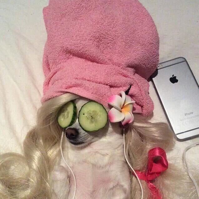 thriftycrybaby's tweet photo. Me after I've double spaced my paper, adjusted the margins and put it in 12 point times new roman font https://t.co/0HIHYLXMOY