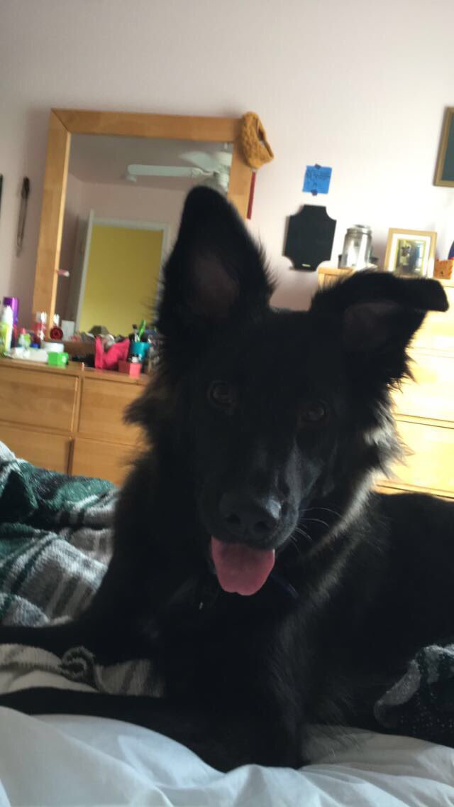 mermwilson's tweet photo. for every rt I'll pet Kaylee and tell her she's doing a good job https://t.co/GRGhIqDm8O