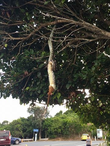 10NewsAU's tweet photo. #TenNews viewers, Simone &amp; Michelle Hunjak snapped this carpet python trying to stomach a ringtail possum on the lighthouse walk at Byron. https://t.co/OVw6jgtG9W
