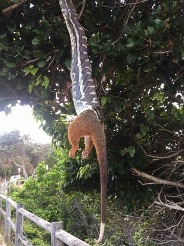 10NewsAU's tweet photo. #TenNews viewers, Simone &amp; Michelle Hunjak snapped this carpet python trying to stomach a ringtail possum on the lighthouse walk at Byron. https://t.co/OVw6jgtG9W