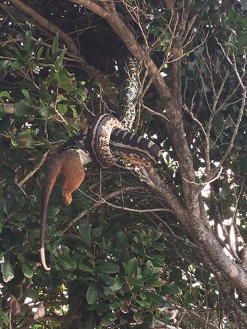 10NewsAU's tweet photo. #TenNews viewers, Simone &amp; Michelle Hunjak snapped this carpet python trying to stomach a ringtail possum on the lighthouse walk at Byron. https://t.co/OVw6jgtG9W