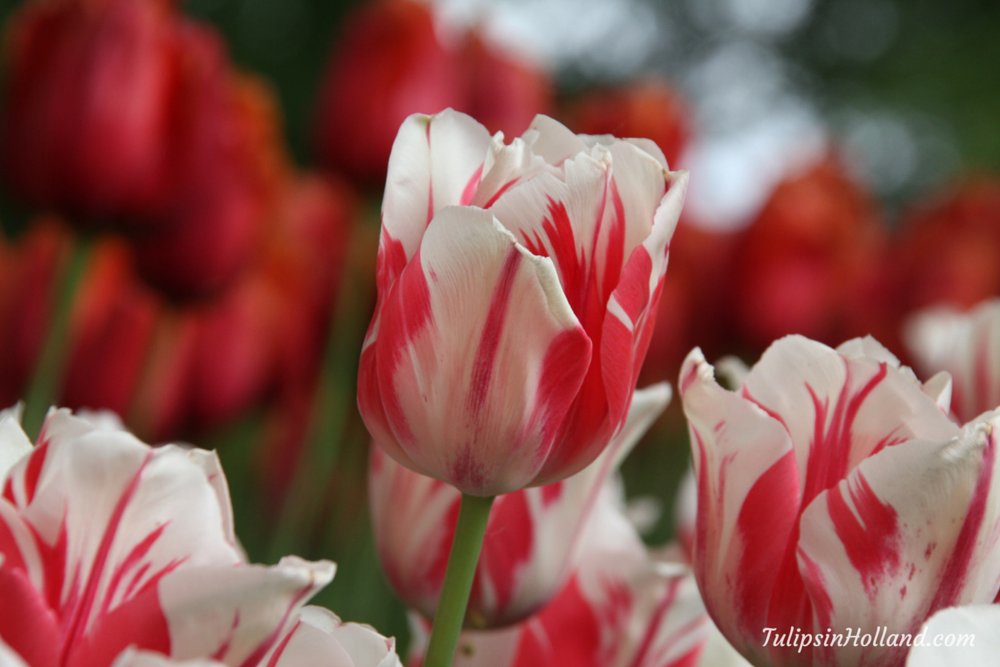 tulips_holland's tweet photo. Tulip Sorbet

#travel to the #tulipsinholland spring 2017 https://t.co/xsy7QOjrbw